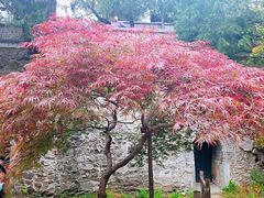 -香山公园