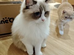 -滚猫咖啡·猫咖·猫友好撸猫(未来城店)