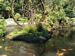 -瑞丽独树成林风景区