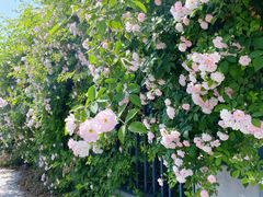 -杭州观成实验学校