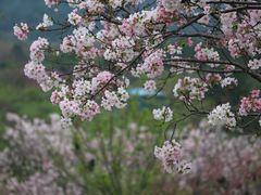 -天适樱花悠乐园