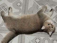 -东方名猫馆·英短金渐层布偶猫舍(环线广场1号楼店)