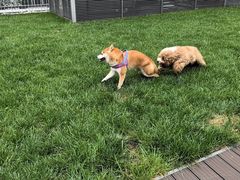 -百好乐宠物友好餐厅(朝外大街店)