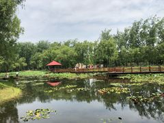 -微山湖红荷湿地景区