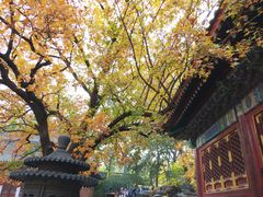 -香山公园