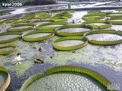 -白洋淀景区