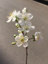 -沈阳市妇婴医院