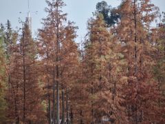 -白鹭湾湿地公园