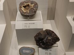 -天津自然博物馆
