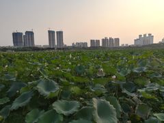 -月湖风景区