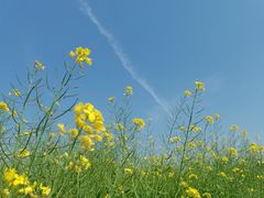 -西山漾湿地公园