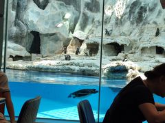 -帝企鹅自助餐厅•儿童岛•真企鹅(长隆企鹅酒店)