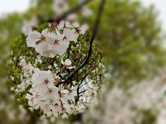 -顾村公园