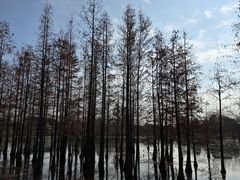 -白鹭湾湿地公园