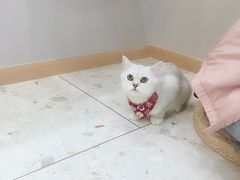 -飞行喵MR PILOT|猫舍·猫咖(静安大融城店)