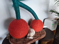 -Cappucimeow猫咪咖啡馆(韦伯时代店)