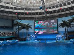 -海合安成都极地海洋公园