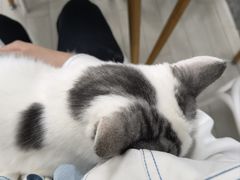 -喵的天空名猫咖啡馆·撸猫·猫舍·用品