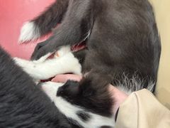 -和它·交个朋友·狗咖猫咖(爱琴海店)