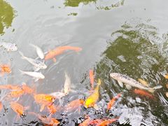-碧江金楼