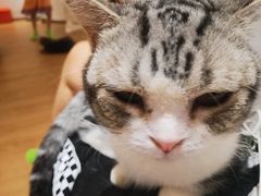 -1013 PET SHOP精品宠物商店(丁香店)
