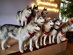 -Husky Go! 哈士奇体验馆·宠物咖啡厅狗咖