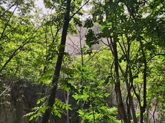 -大岭沟猕猴桃谷风景区