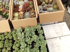 -金科花卉市场