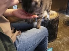 -猫猫幼稚园·撸猫·桌游·电玩
