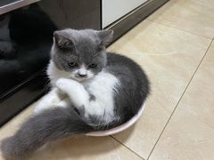 -荔康动物医院(康王北路店)