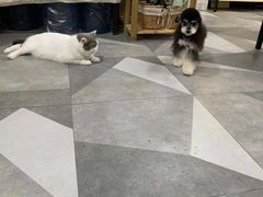 -久久宠物(河东万达店)