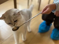 -Let's go狗咖·猫咖·奶狗·桌游(春熙路IFS店)