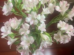 -双季花艺园艺市场(浦东店)