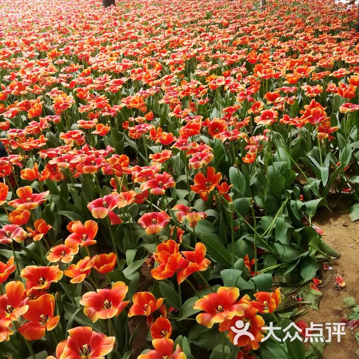 北京國際鮮花港圖片-北京其他景點-大眾點評網