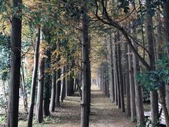 -上海长兴岛郊野公园