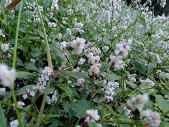 -蜀冈西峰生态公园