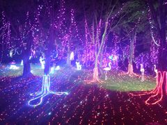 -东南花都花博园