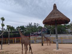 -西霞口神雕山野生动物世界