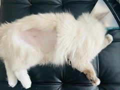 -艾贝尔宠物医院·24H转诊中心·肿瘤猫专科(江宁双龙店)