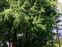 -南宁良凤江国家森林公园