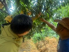 -老袁家蜜桃农场·阳山水蜜桃