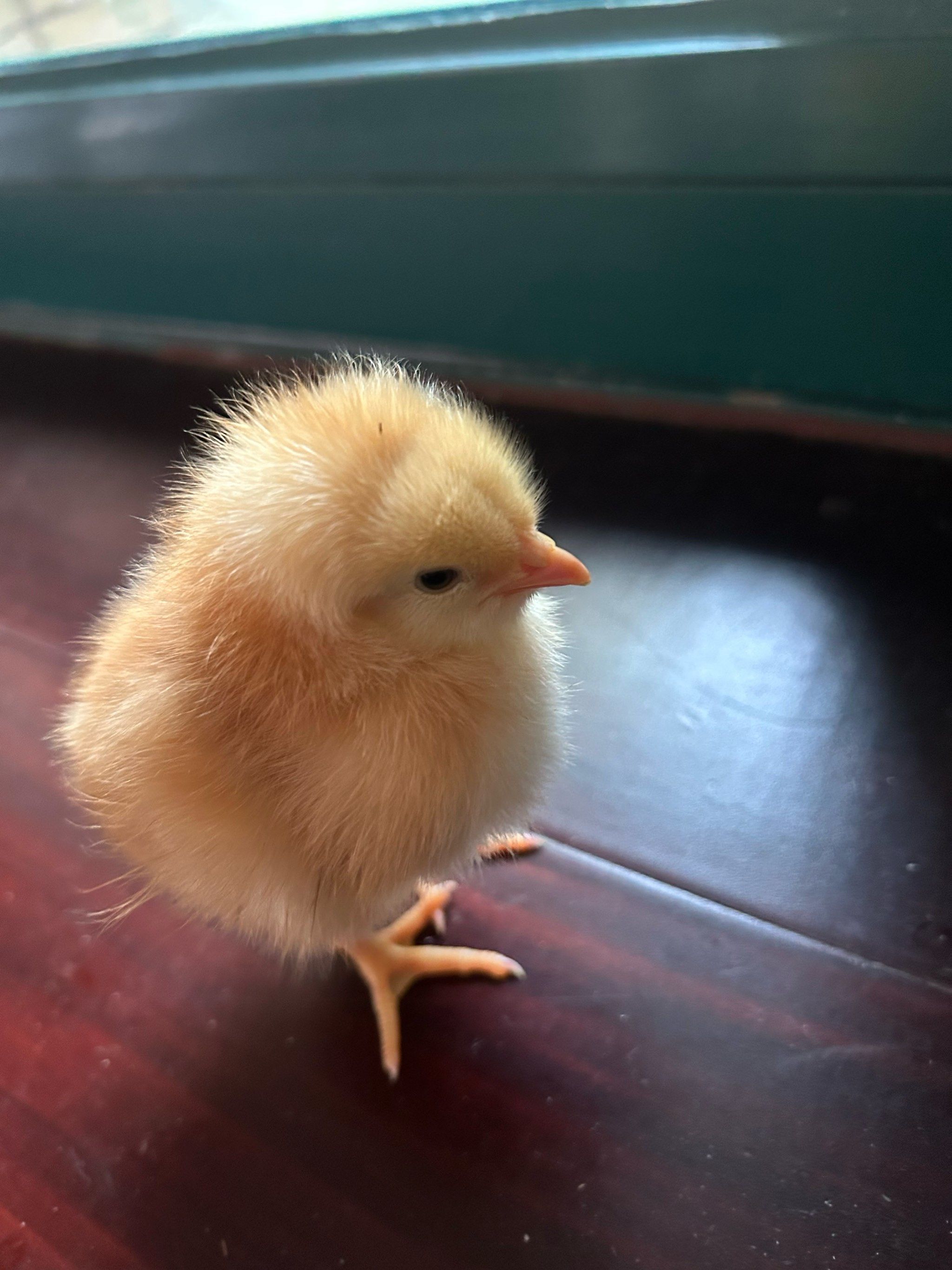 小鸡崽的日常萌