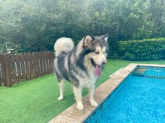 -汪说喵讲宠物乐园宠物酒店(红星美凯龙店)