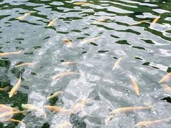 -玉水寨丽江源餐厅