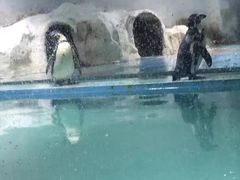 -北戴河圣蓝海洋公园