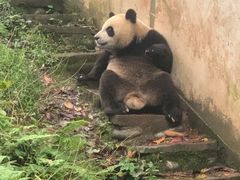 -中国大熊猫保护研究中心雅安碧峰峡基地