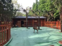 -东平国家森林公园
