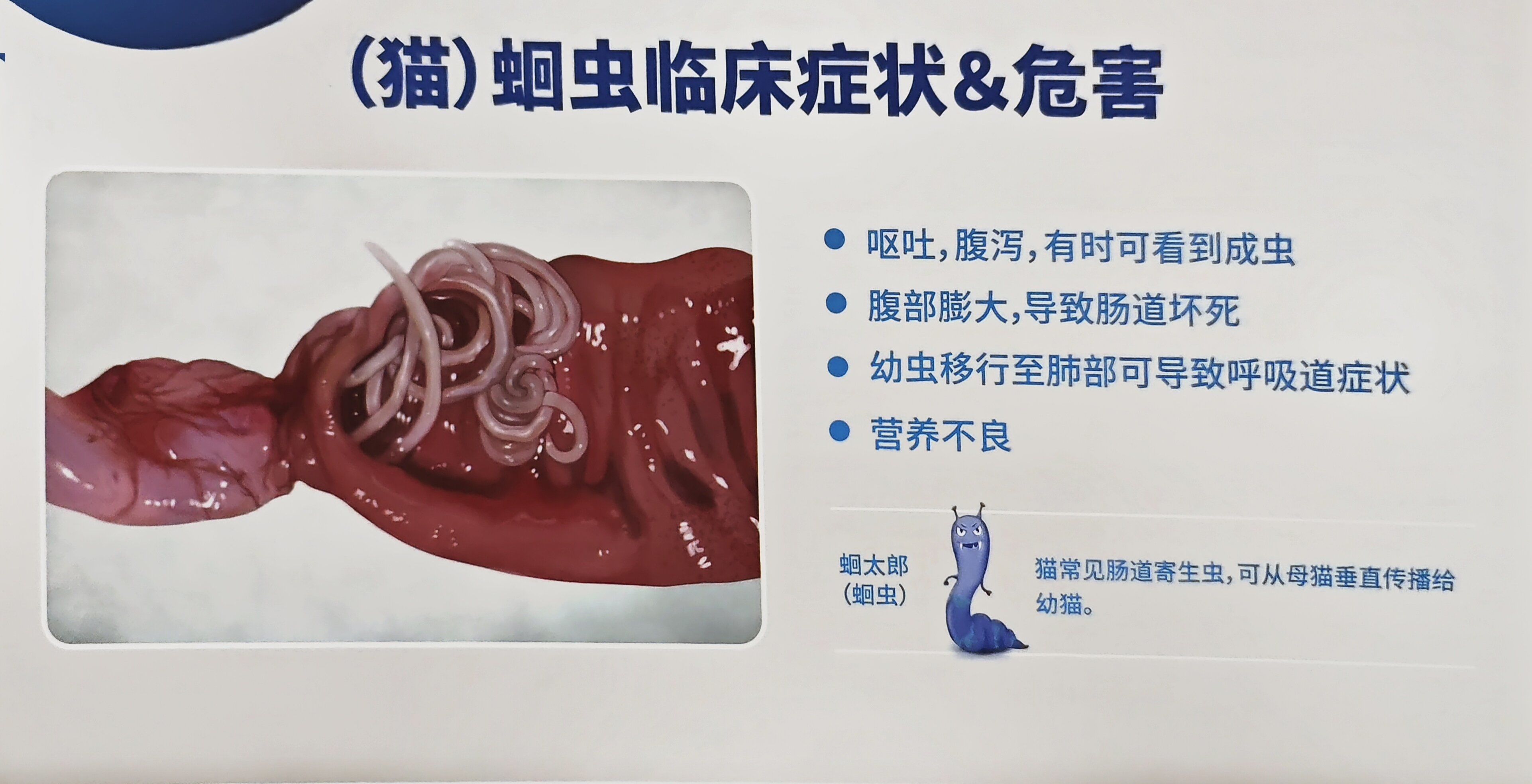 移行至肺部可导致呼吸道症状
营养不良
蛔虫是猫常见肠道寄生虫