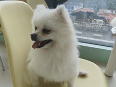-怪兽屋·羊驼·猫咖·狗咖(俊华广场店)