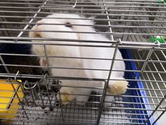 -双季花艺园艺市场(浦东店)